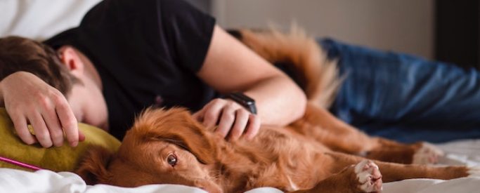 person and dog sleeping person and dog sleeping on bed